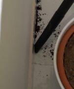 ⁦مكنسة سيلفر ستار للجاف والرطب 30 لتر⁩ - الصورة ⁦7⁩